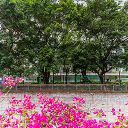 Existing roadside trees help contribute to the scenery of the river, provide amenity to pedestrians whilst performing an important ecological role.